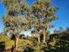 373 Old Gunyah Road, Quorn, SA 5433-Image