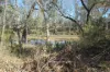 3770 Condamine - Meandarra Road, Meandarra, Qld 4422-Image