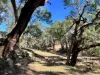 3775 Coonabarabran Road, Coonabarabran, NSW 2357