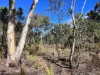 3775 Coonabarabran Road, Coonabarabran, NSW 2357-Image