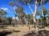 3775 Coonabarabran Road, Coonabarabran, NSW 2357-Image