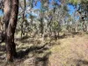 3775 Coonabarabran Road, Coonabarabran, NSW 2357-Image