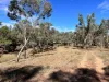 3775 Coonabarabran Road, Coonabarabran, NSW 2357-Image