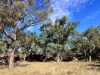 3775 Coonabarabran Road, Coonabarabran, NSW 2357-Image