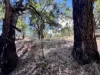 3775 Coonabarabran Road, Coonabarabran, NSW 2357-Image