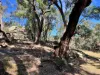 3775 Coonabarabran Road, Coonabarabran, NSW 2357-Image