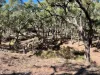 3775 Coonabarabran Road, Coonabarabran, NSW 2357-Image