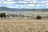 4, Steele Rudd Road, Budgee, Qld 4359-Image