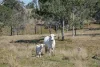 400 Rickertt Road, Johnstown QLD 4615-Image