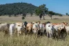 400 Rickertt Road, Johnstown QLD 4615-Image