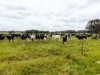 401 Purrumbete Estate Road, Koallah VIC 3260-Image
