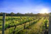 41 Pennys Hill Road, McLaren Vale, SA 5171-Image
