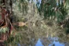 41 Pennys Hill Road, McLaren Vale, SA 5171-Image