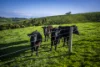 422 O'Gradys Ridge Road, Foster North, Vic 3960-Image