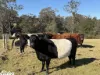 444 Cemetery Road, Briagolong, Vic 3860-Image