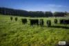 451 Mount Eliza Road, Kerrie, Vic 3434-Image