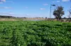 462 Ison Road, Wee Waa, NSW 2388-Image
