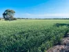 474 Pub Corner Road, Cockaleechie, SA 5631-Image