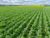 474 Pub Corner Road, Cockaleechie, SA 5631-Image
