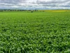 474 Pub Corner Road, Cockaleechie, SA 5631-Image