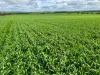474 Pub Corner Road, Cockaleechie, SA 5631-Image