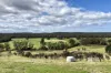 479 Wairewa Road, Wairewa, Vic 3887-Image
