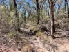 47R Lagoon Creek Road, Minore, NSW 2830-Image