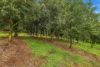 480 Ponsfords Road, Comboyne, NSW 2429-Image
