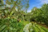 480 Ponsfords Road, Comboyne, NSW 2429-Image