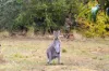 4905 Princes Highway, Greenwald, Vic 3304-Image