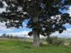 492 North, Maclagan QLD 4352-Image