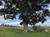 492 North Maclagan Road, Maclagan, Qld 4352-Image