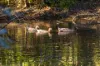 501 Round Mountain Road, Round Mountain, NSW 2484-Image