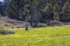 501 Round Mountain Road, Round Mountain, NSW 2484-Image