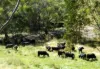 507 Harolds Cross Road, Braidwood, NSW 2622-Image