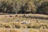 507 Harolds Cross Road, Braidwood, NSW 2622-Image