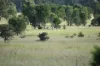 5074 Alpha Tambo Road, Alpha, Qld 4724-Image