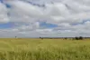 5074 Alpha Tambo Road, Alpha, Qld 4724-Image