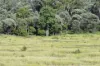 5074 Alpha Tambo Road, Alpha, Qld 4724-Image