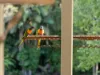51 Lindeman Road, Beerwah QLD 4519-Image