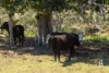 52 Gabulah Road, Gresford, NSW 2311-Image