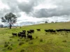 520 Woolshed Lane, Wagga Wagga, NSW 2650-Image