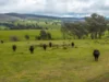 520 Woolshed Lane, Wagga Wagga, NSW 2650-Image