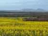 534 Lawrence Road, Kapinnie, SA 5632-Image