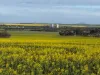 534 Lawrence Road, Kapinnie, SA 5632-Image