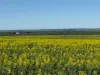 534 Lawrence Road, Kapinnie, SA 5632-Image