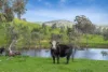 53A & 53K Northern Highway, Pyalong, Vic 3521-Image