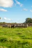54 Blewitt Springs Road, McLaren Flat, SA 5171-Image