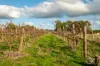 54 Blewitt Springs Road, McLaren Flat, SA 5171-Image