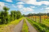 54 Blewitt Springs Road, McLaren Flat, SA 5171-Image